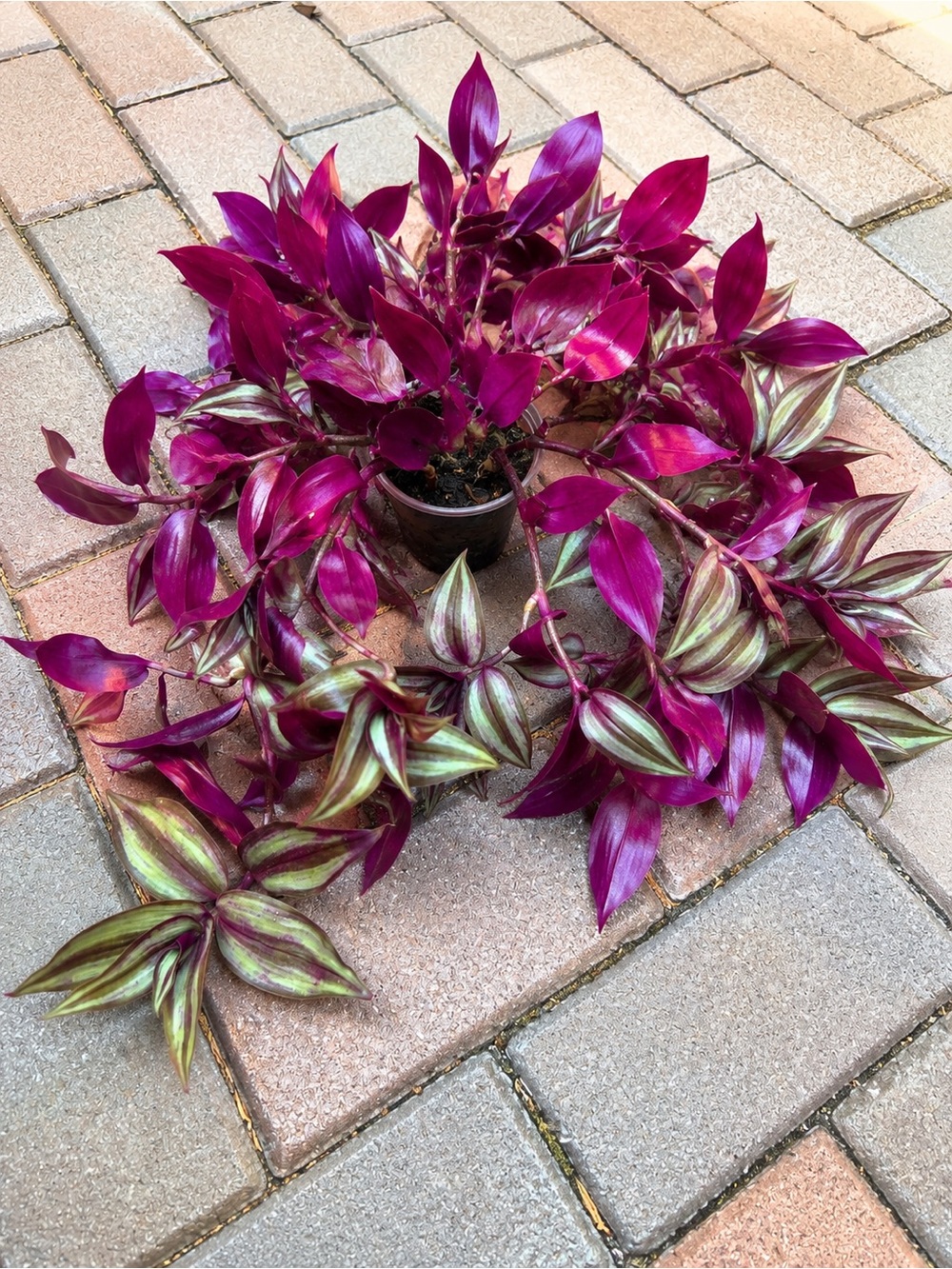 Vibrant Purple Tradescantia zebrina Violet Hill Houseplant - Indoor Home Accent - Picture 3 of 3